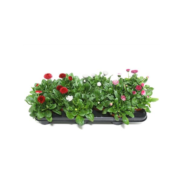 Tray madeliefjes gemengd