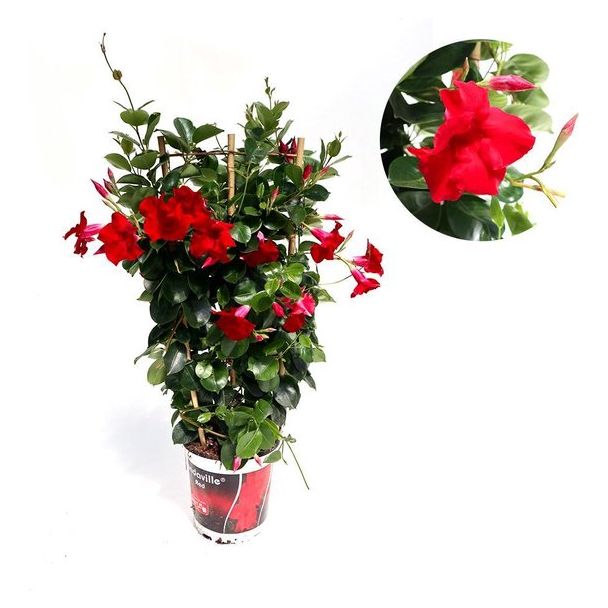 Rode Mandevilla