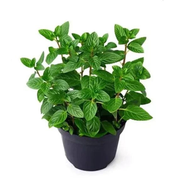 Munt kruidenplant