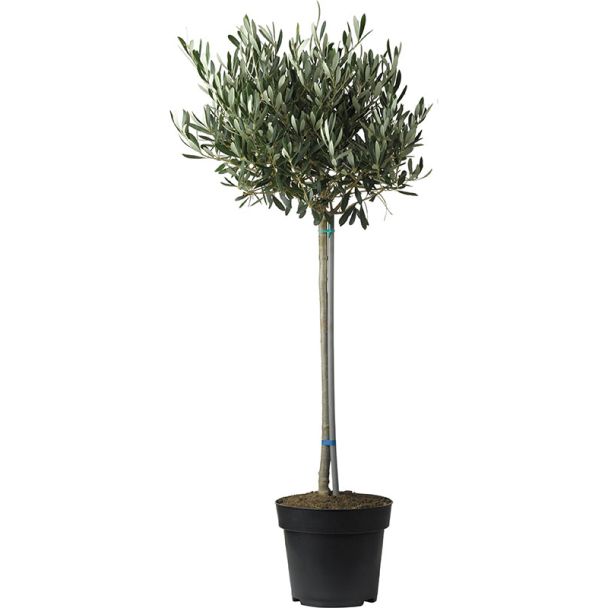 Olijfboompje van 50 cm van moestuinenbloem.nl