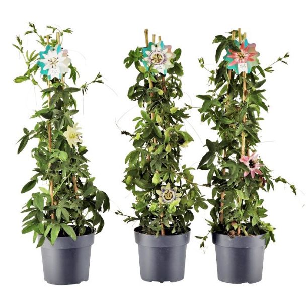 3 kleuren passiflora