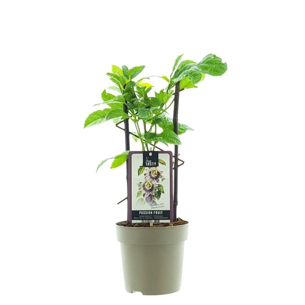 eetbare passiflora