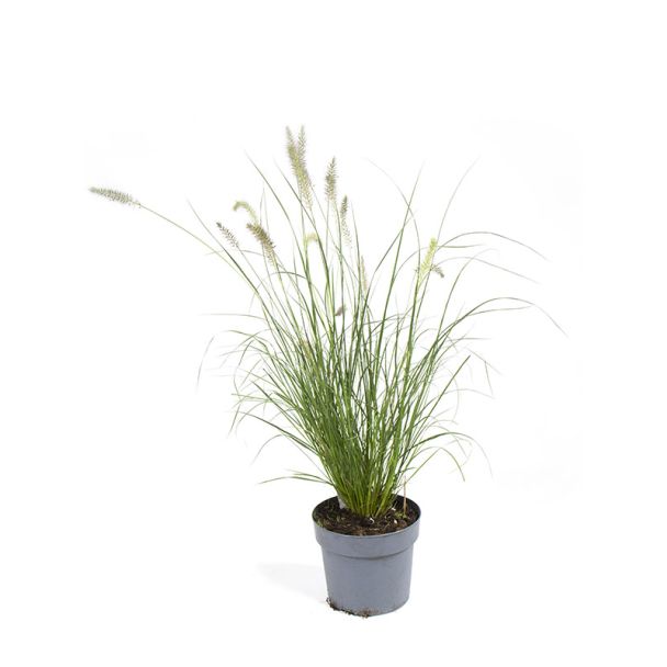 Siergras - Pennisetum 'Hameln' – Ø17 cm - 2 stuks