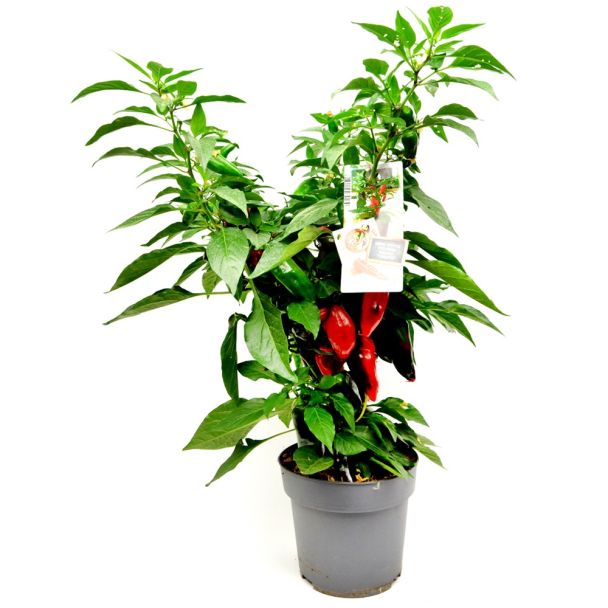 Chilipeper 'Hot Fajita' - peperplant met vruchten aan (Ø15cm) - medium pikant