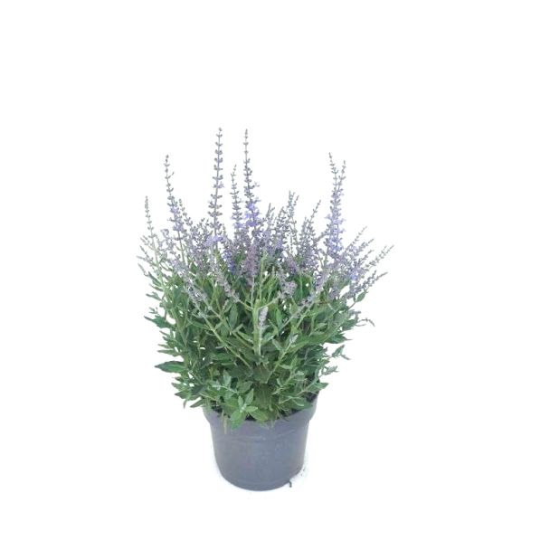 Russische salie / Perovskia atriplicifolia - paars - Reuzenlavendel - Pot C3 (Ø17 cm)