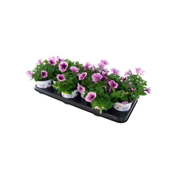 Perkgoed Petunia Surfinia kopen