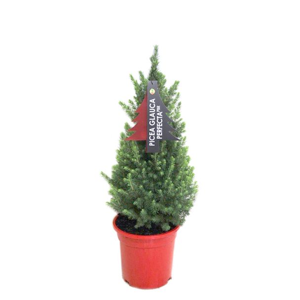 Picea glauca Perfecta kopen