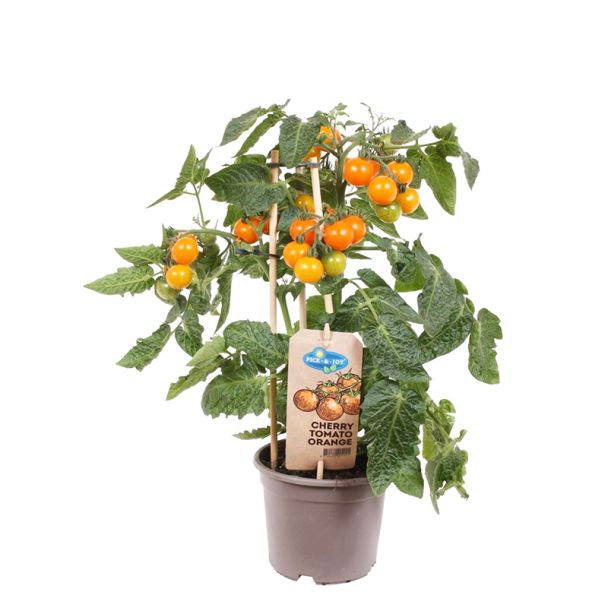Cherrytomaat oranje