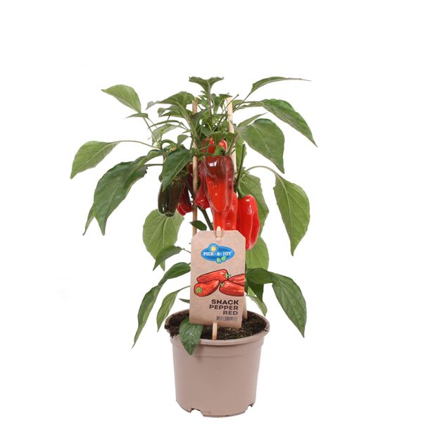 Snackpaprika - plant met vruchten 