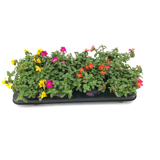 Portulaca / Portulak - 6 potjes (Ø12cm) - kleurenmix