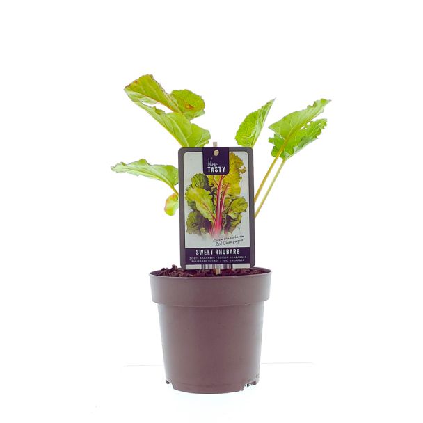 Rabarber plant