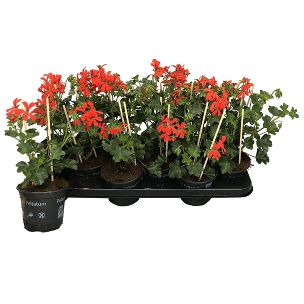 Rode hanggeraniums