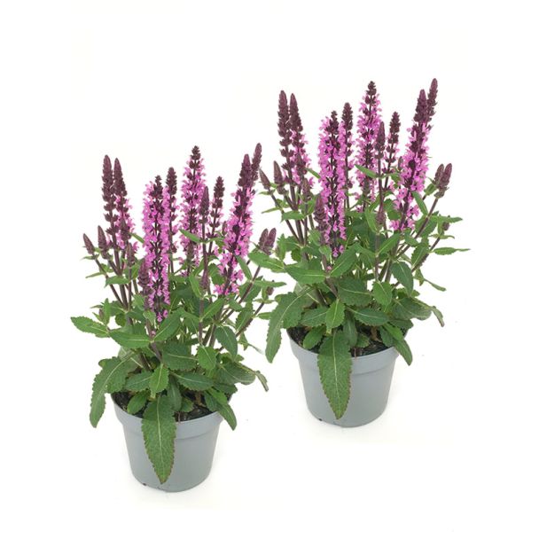 Salvia nemorosa 'Sensation Deep Blue' - Bossalie - 2 planten (Ø17cm)