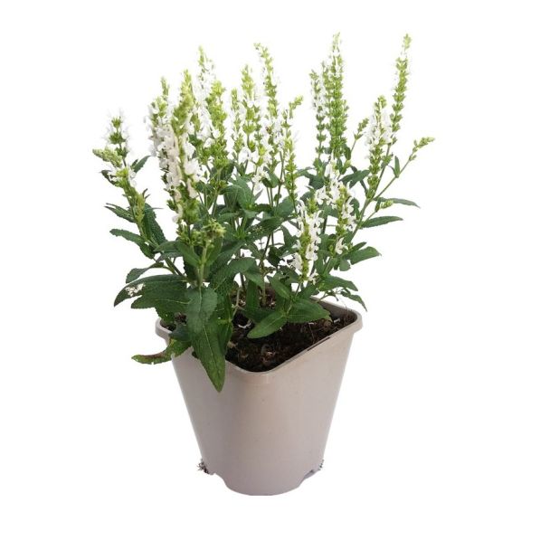 Bossalie wit - Salvia nemorosa 'Schneehugel'