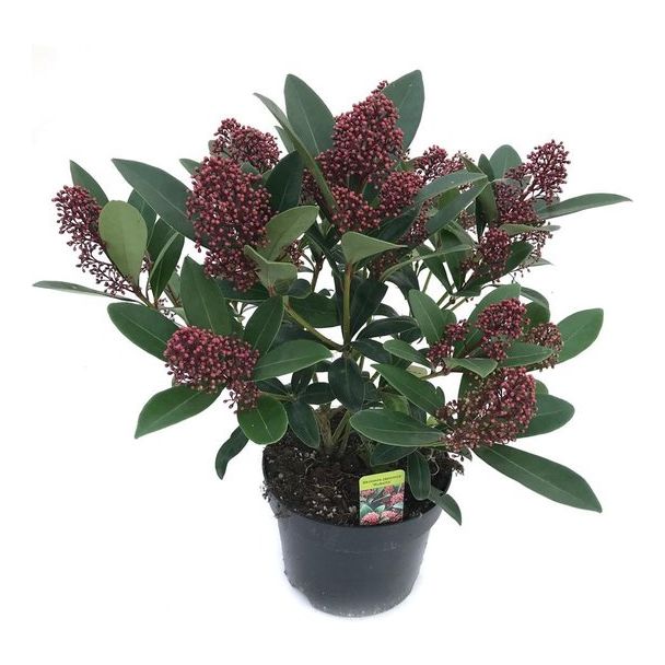 Skimmia japonica 'Rubella' - 40 cm hoog - Ø17 cm