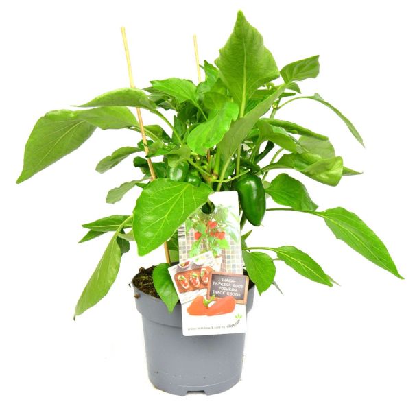 Snackpaprika rood - plant met vruchten
