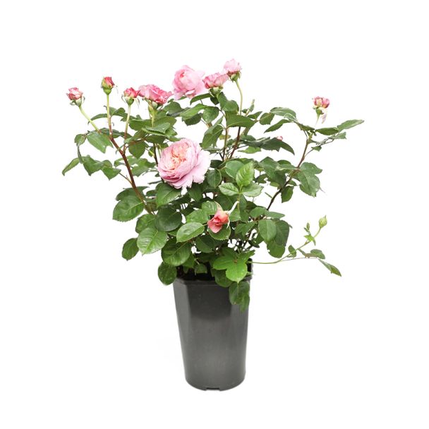 Struikroos - roze bloemen - zeer sterk geurend - ca. 60cm hoog (incl. pot Ø16cm)