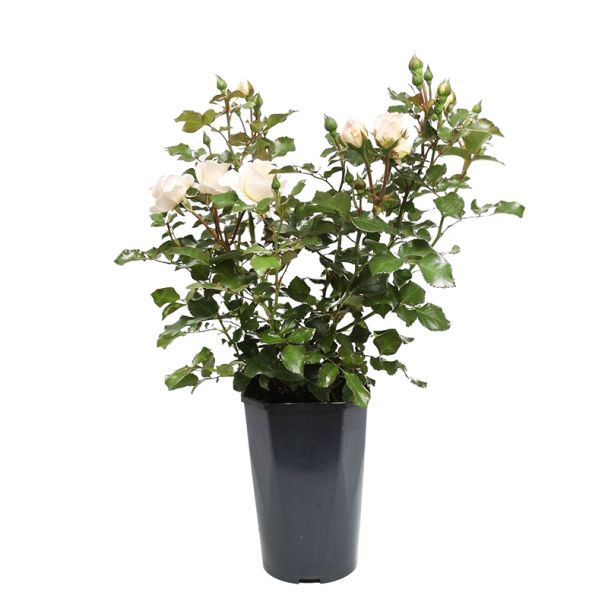 Struikroos - crèmewitte rozen -zeer sterk geurend - ca. 60cm hoog (incl. pot Ø16cm)