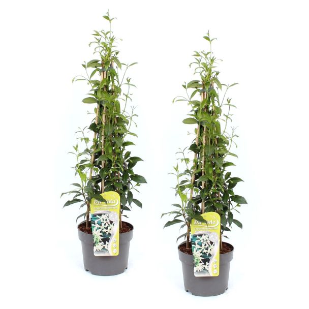 VOORDELIGE KEUZE - Toscaanse Jasmijn - 2 stuks - potmaat Ø15, ca. 60cm hoog