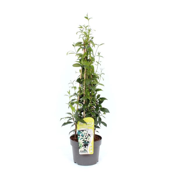 Toscaanse Jasmijn (Ø15 cm) - heerlijk geurend - ca. 60 cm hoogt (incl. pot)