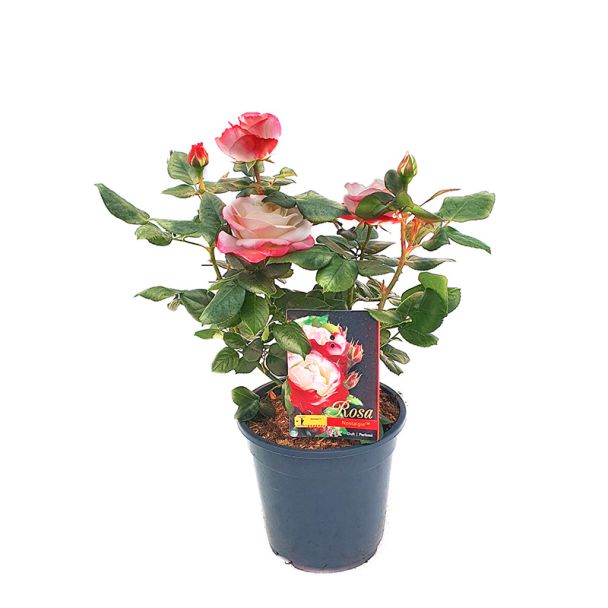 Grootbloemige roos - trosroos - Rosa Nostalgie - Ø19cm