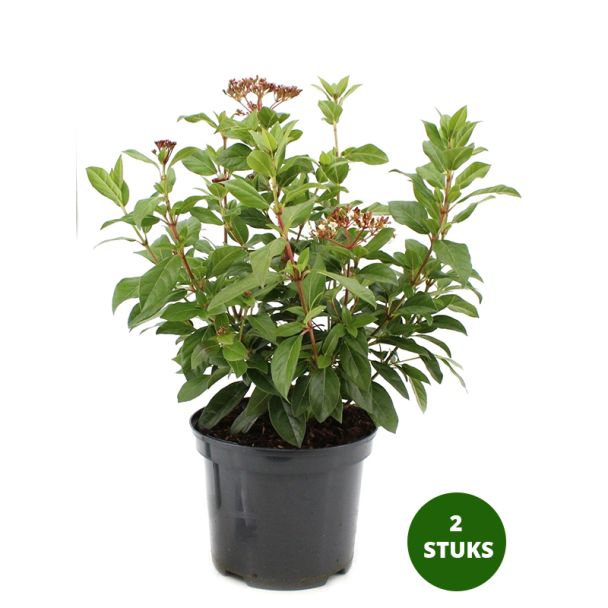 Viburnum Tinus