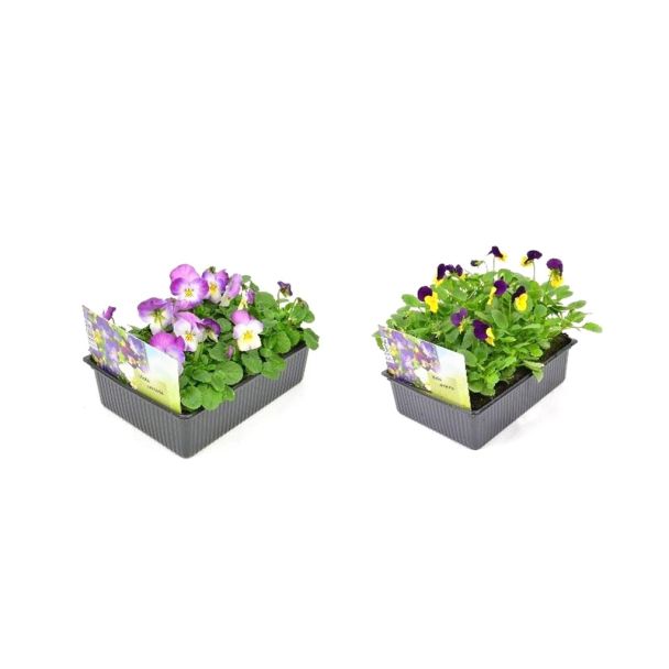 Viooltjes - viola cornuta - 12 stuks - kleuren mix