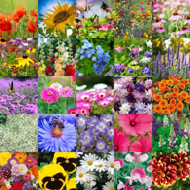 Actie - 20 bloemenzaden voor €30,-