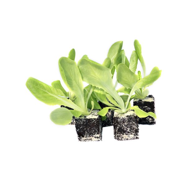 kassla plantjes
