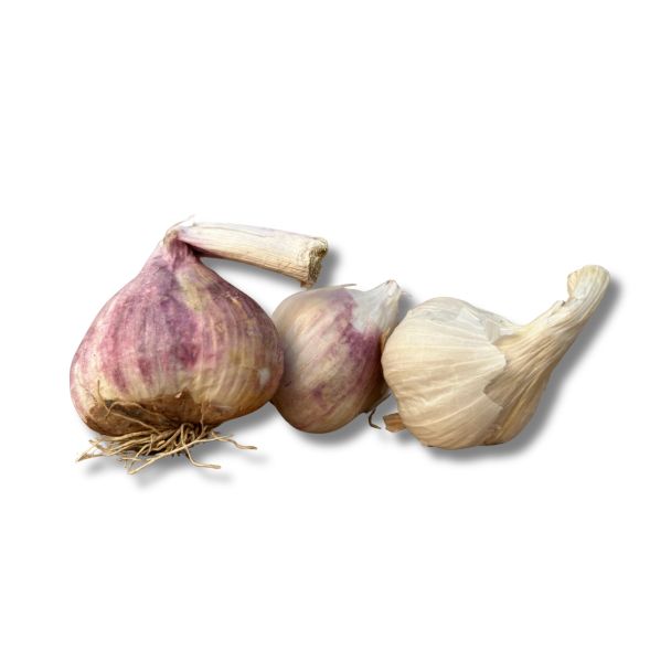 roze plantknoflook