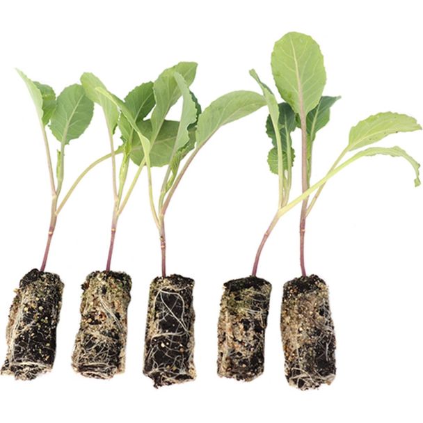 Winterbloemkool plantjes direct van de kweker