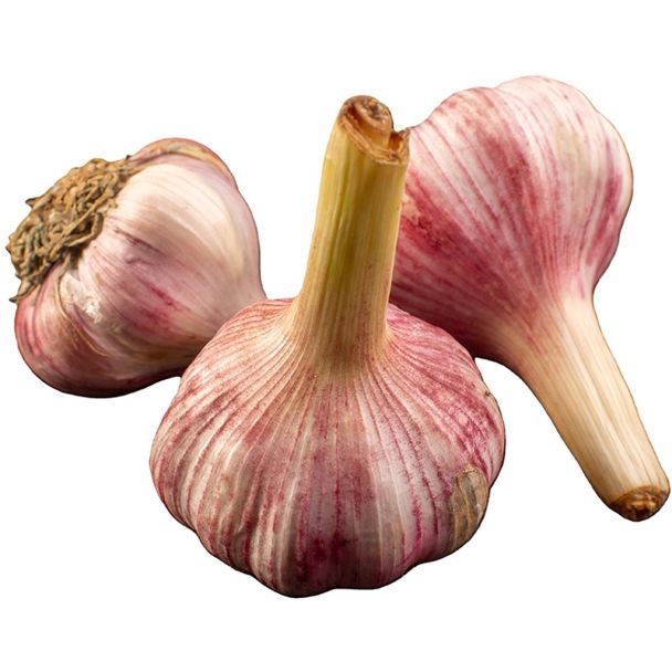 Plantknoflook Precosem - hardneck knoflook - 3 bollen