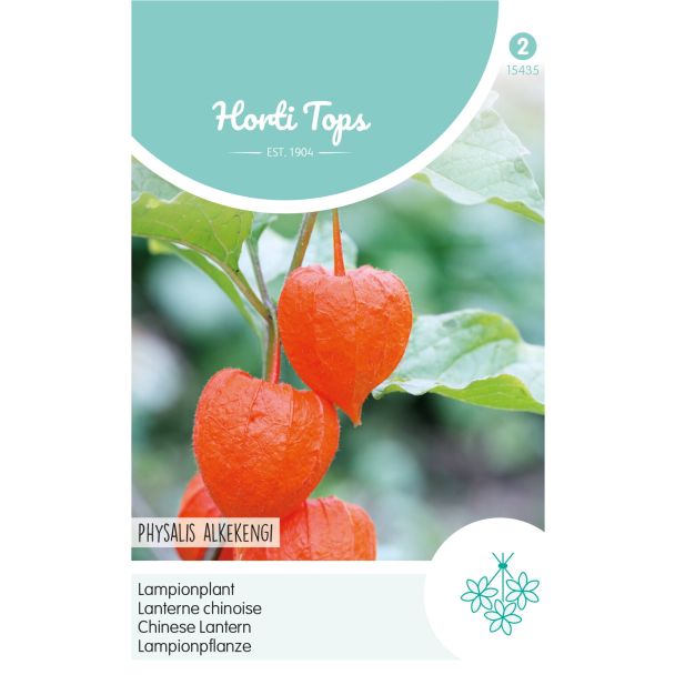 Physalis, Lampionplant