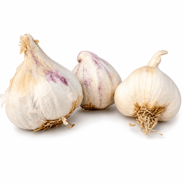 Plantknoflook Messidore