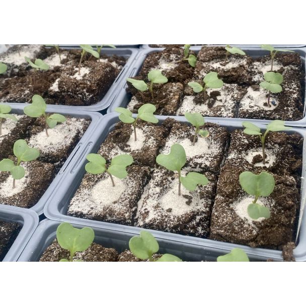 Tijdelijk jonge, kleinere broccoli plantjes. Liefst nog een week laten staan voor uitplanten