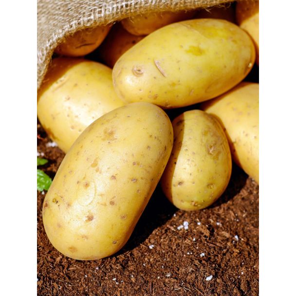 Net geoogste Victoria aardappel