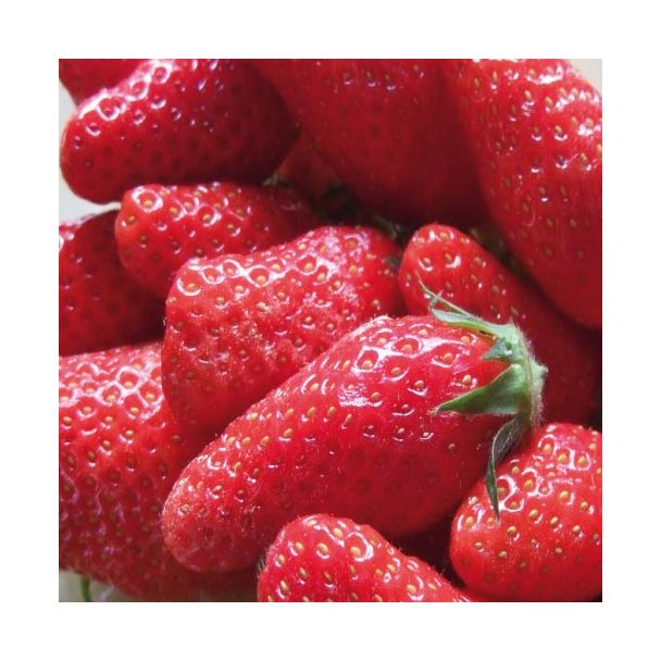 Aardbei Gariguette
