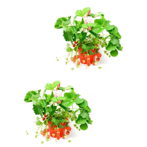 Aardbeiplant in hangpot