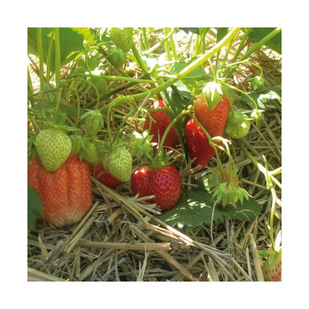 Aardbeien Lambada