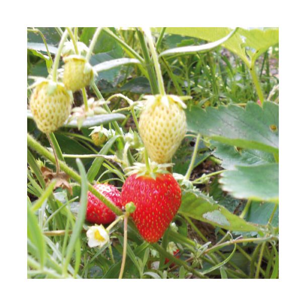 Aardbei Ostara