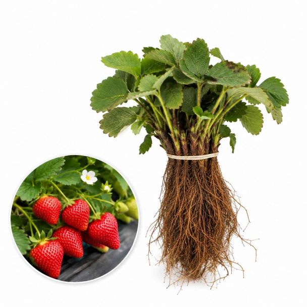 10 aardbeiplantjes in een bosje van het ras Florence
