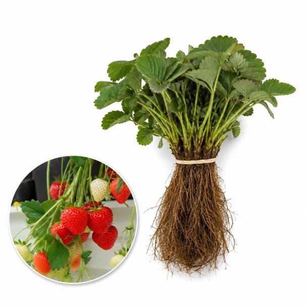 10 aardbeiplantjes van het ras Sonsation in een bosje