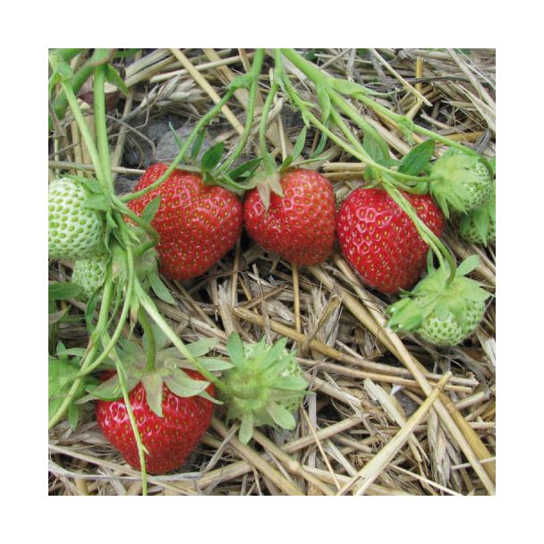 Aardbeien Darselect