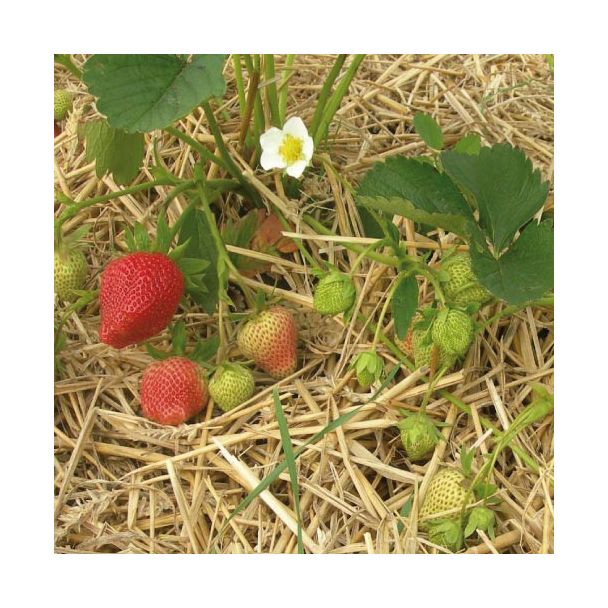 Aardbeien Korona