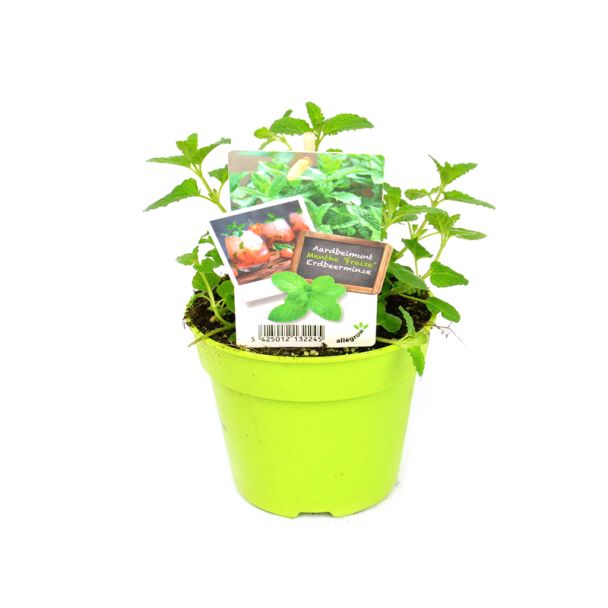 Aardbeimunt koop je bij moestuinenbloem.nl