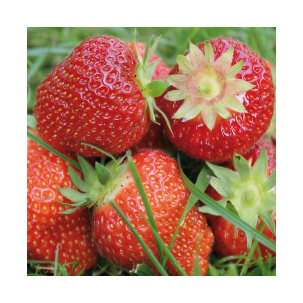 Elsanta aardbeien
