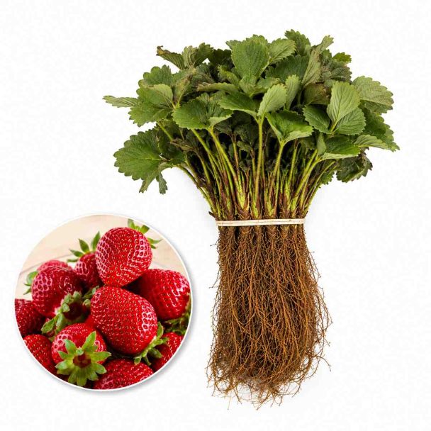 Bosje van 10 aardbeiplantjes van het ras Verdi. Nu planten en volgend jaar oogsten