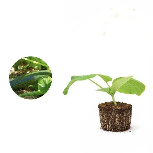 Courgette
