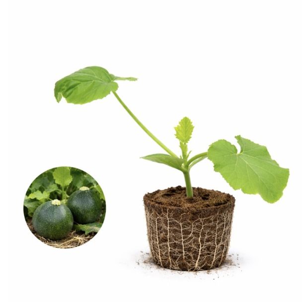 Courgette rond