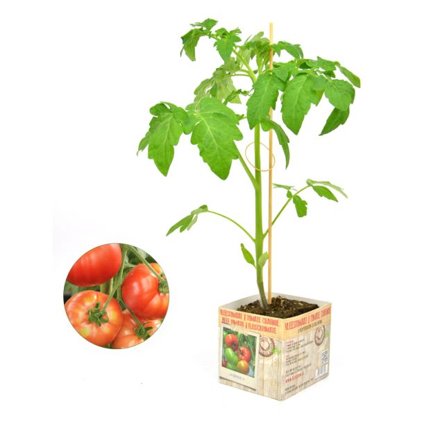 Mooie vruchten van deze sterke tomatenplant